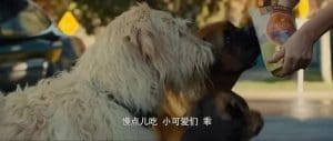A Dog's Way Home 2019 Full Movie Free Download HD 720p