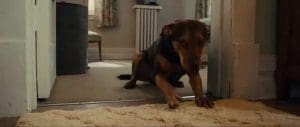 A Dog's Way Home 2019 Full Movie Free Download HD 720p